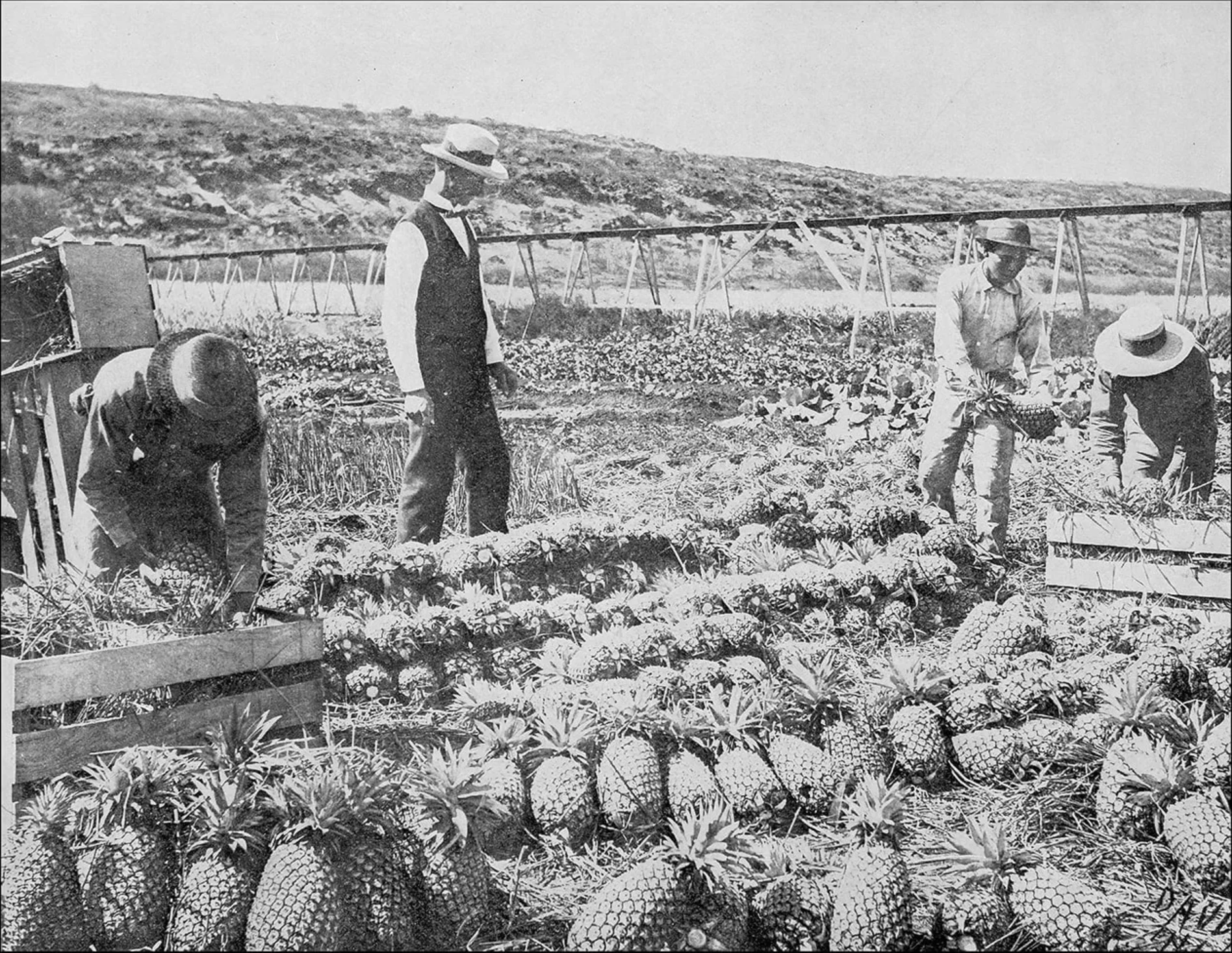 Archival pineapple harvest in Miami
